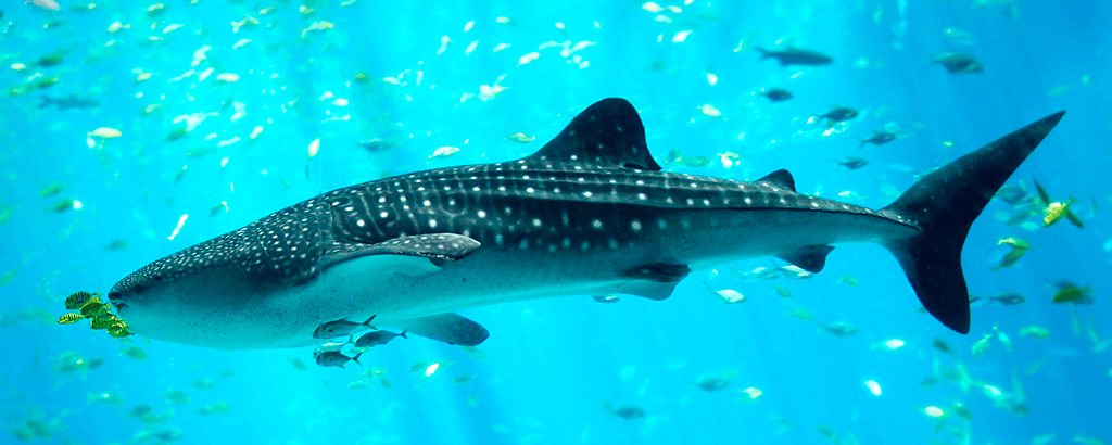 Whale Sharks Swimming underwater with fishes