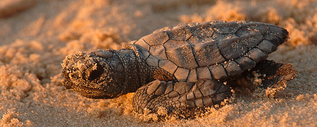 Tortuga bebé en la playa de Cancún