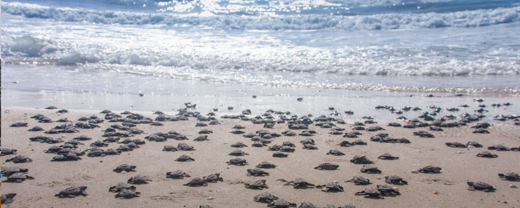 Tortugas Marinas Cabos Cuidado