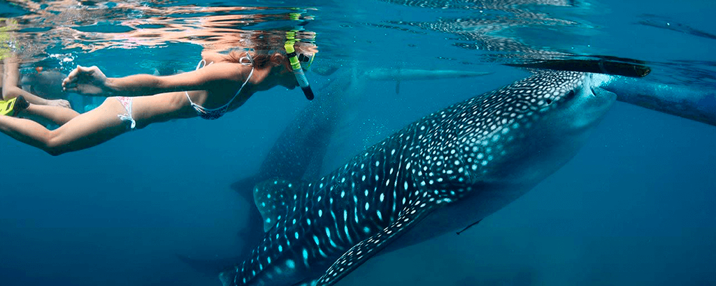 Tour de Snorkeling con Tiburones Ballena