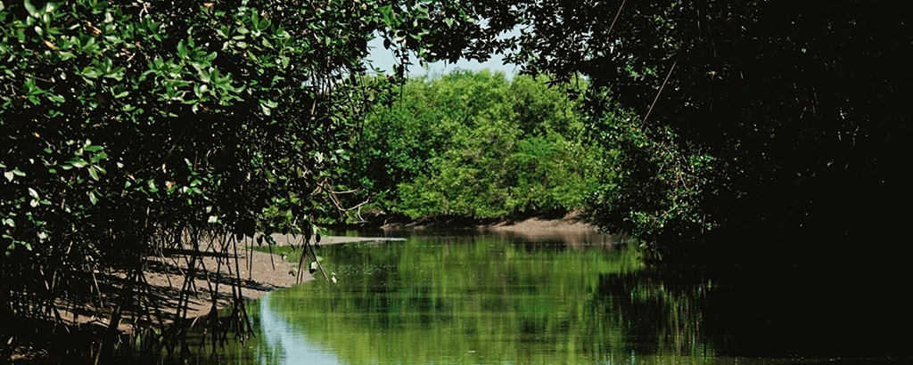 Manglares de Cancún